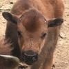buffalocindy3